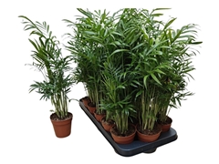Chamaedorea Elegans 9Ø 40cm