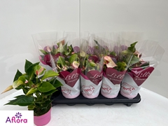 Anthurium Matata 10Ø 30cm