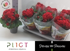 Begonia Double Halo 14Ø 35cm