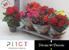Begonia Double Mix 14Ø 35cm