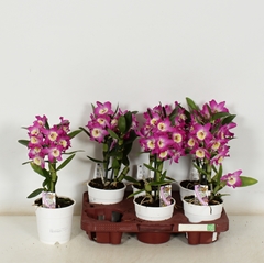 Dendrobium Nobile Cultivars 12Ø 35cm 1st