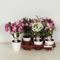 Dendrobium Nobile Cultivars 12Ø 35cm 1st
