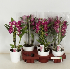 Dendrobium Nobile Cultivars 12Ø 40cm 1st