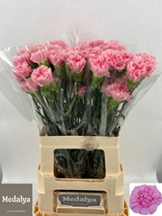 Dianthus Single Akela 60cm