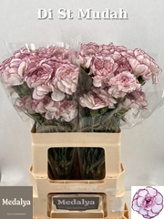 Dianthus Single Mudah Rosa 60cm