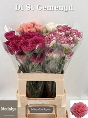 Dianthus Single Gem In Fust 60cm