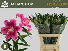 Lily Oriental Dalian 85cm 2+