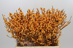 Ilex Verticillata Golden Verboom 60cm