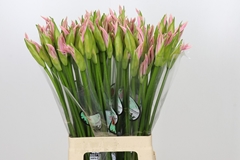 Nerine Sofie 70cm