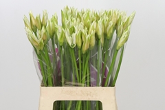 Nerine Bianca Perla 60cm