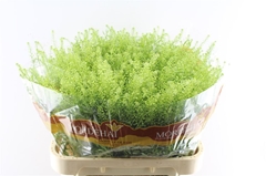 Lepidium Ruderale Green Bell 80cm 20gr.