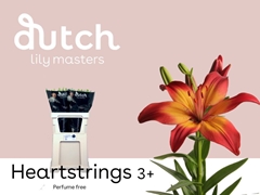 Lily Asiatic Heartstrings 80cm 3+