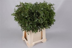 Pistacia Leaf Per Bunch 50cm