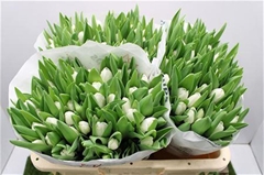 Tulip Single Royal Virgin 35cm 40gr.