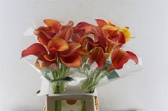 Zantedeschia Merengue 70cm