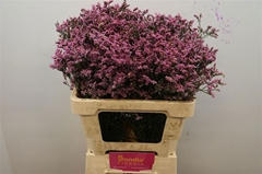 Limonium Sinense Tiffany Diamond 60cm 30gr.