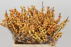 Ilex Verticillata Ilexia Julia 40cm