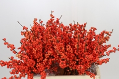 Ilex Verticillata Oudijk's Orange 60cm