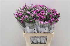 Dianthus Spray Single Solomio Gio 60cm