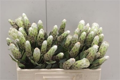 Protea Mundii Ayoba Little Lady White 50cm