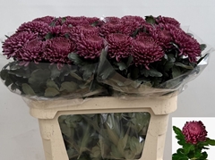 Chrysanth Single Bigoudi Purple 75cm 90gr.