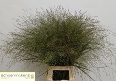 Panicum Squaw 80cm