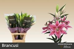 Lily Oriental Brancusi 100cm 4+