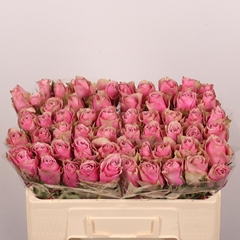 Rosa Athena Royale 50cm