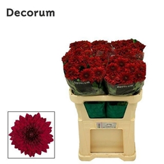 Chrysanth Single Monza 70cm 100gr.