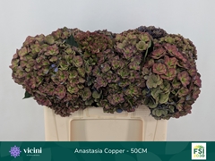 Hydrangea Royal Anastasia Classic 50cm 16-18cm Hd