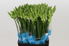 Ornithogalum Thyrsoides Mount Fuji 55cm