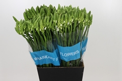 Ornithogalum Thyrsoides Mount Fuji 65cm