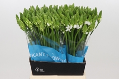 Ornithogalum Thyrsoides Mount Fuji 50cm