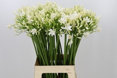 Agapanthus Gletsjer 70cm