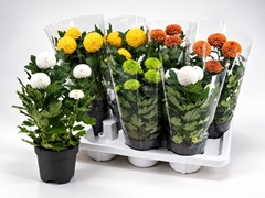 Chrysanth Flowerpops Mix 14Ø 36cm