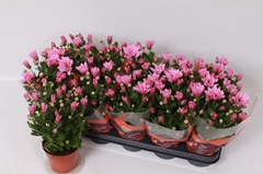 Chrysanth Breeze Pink 12Ø 26cm