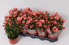 Chrysanth Jackson Salmon 12Ø 26cm