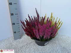 Calluna Beauty Ladies Quattro Mix In Pot 23Ø 25cm