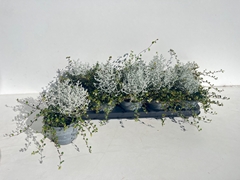 Leucophyta Brownii 12Ø 15cm