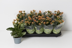 Kalanchoe Double Perfecta Orange 10Ø 27cm