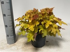Heuchera Indian Summer Mix 19Ø 35cm
