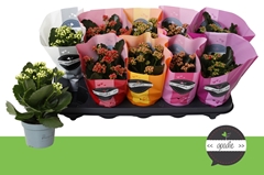Kalanchoe Double Perfecta Mix 10Ø 24cm
