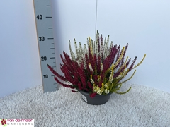 Calluna Beauty Ladies Quattro Mix In Pot 23Ø 25cm
