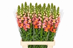 Antirrhinum Potomac Dark Orange 70cm
