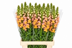 Antirrhinum Costa Orange 70cm