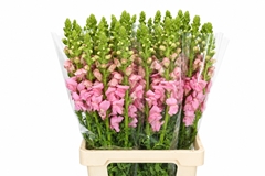 Antirrhinum Potomac Early Pink 70cm