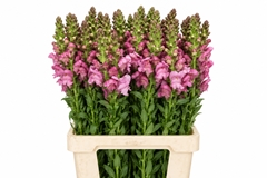 Antirrhinum Potomac Lavender 70cm