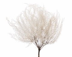 Coral Leaf Bleached Per Bunch 50cm