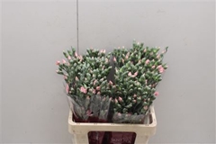 Dianthus Spray Single Solomio Cas 60cm