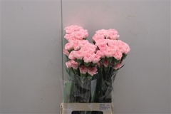 Dianthus Single Doncel 70cm